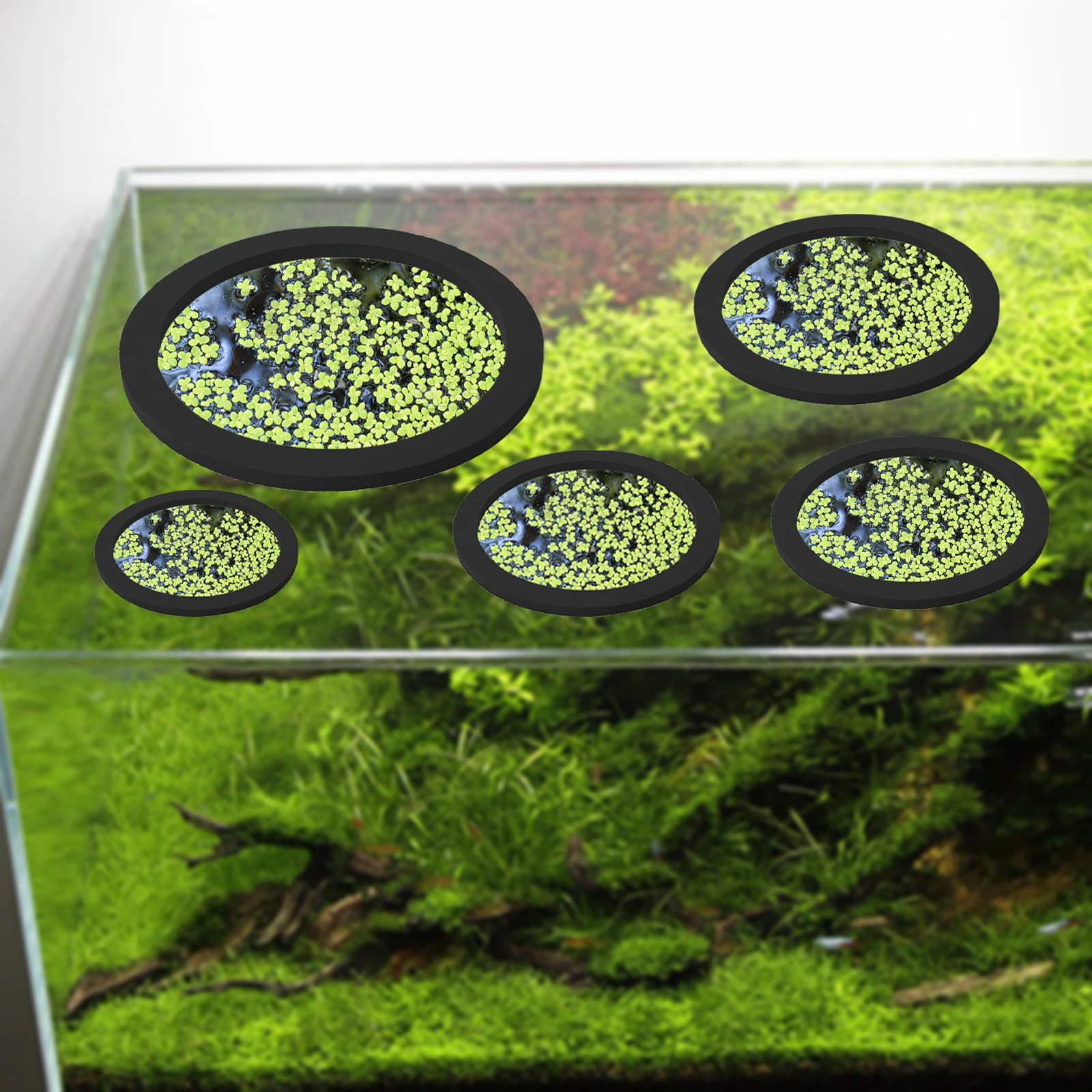 5 ชิ้น EVA ปลา Feeding แหวน Aq - Aquaponics Fish Tank บทวิจารณ์และราคา