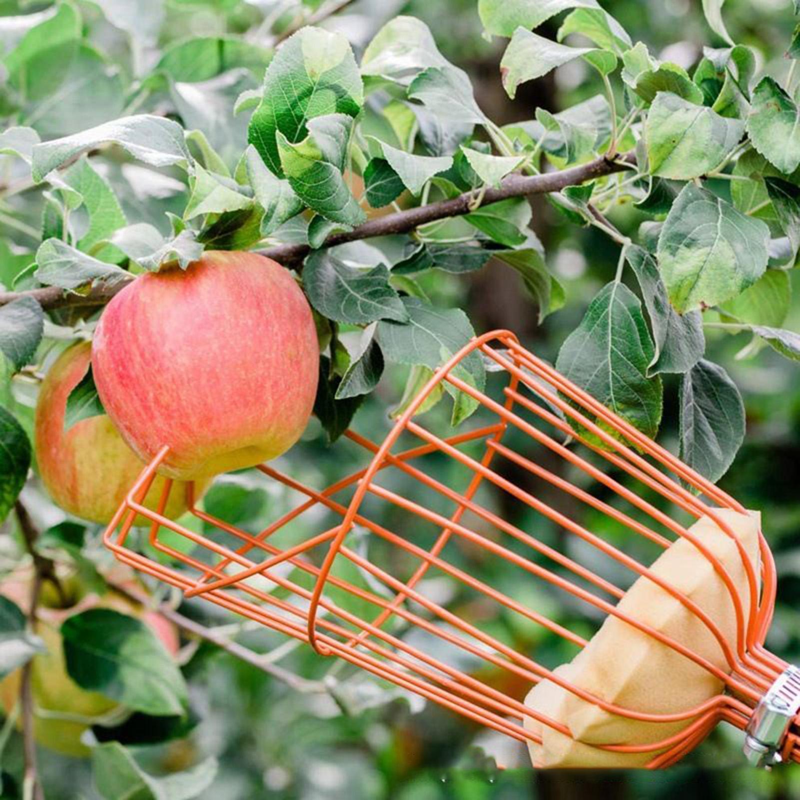 ผลไม้ Picker Retractable Handl - Gardening Tools Basket บทวิจารณ์และราคา