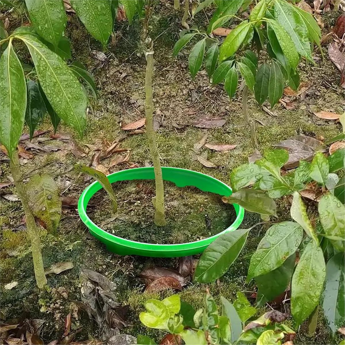 ลดราคาครั้งใหญ่! แหวนป้องกันต้ - Gardening Tools Big บทวิจารณ์และราคา